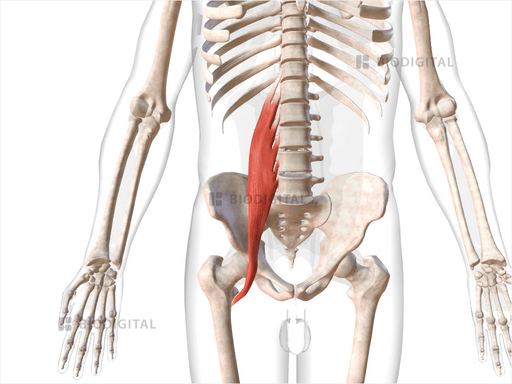 Right psoas major | BioDigital Anatomy