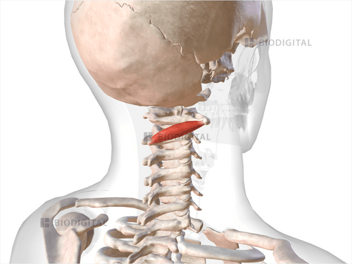 Right obliquus capitis inferior | BioDigital Anatomy