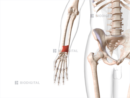 Right Pronator Quadratus Biodigital Anatomy