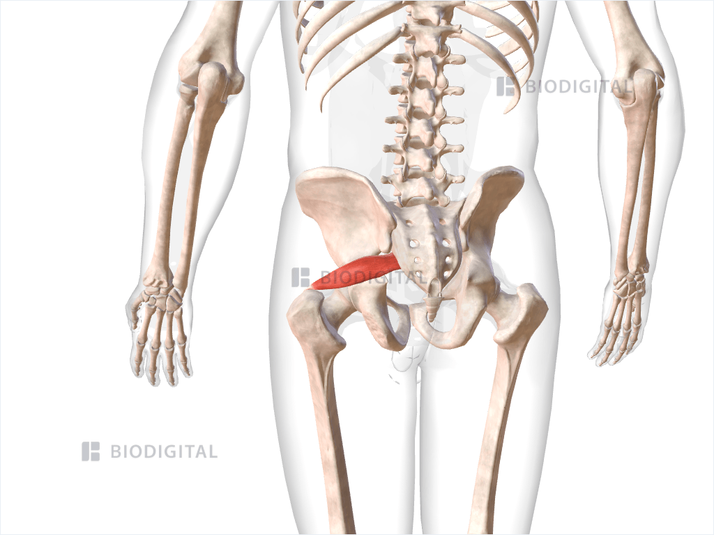 Left piriformis