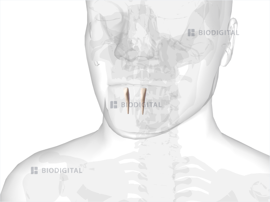 mandibular lateral incisor