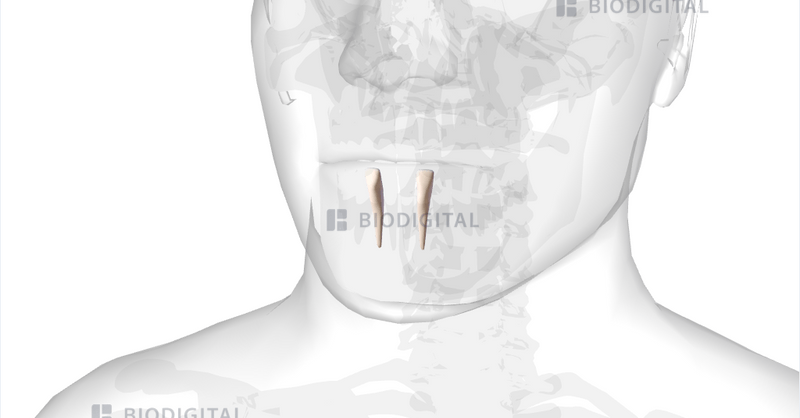 mandibular lateral incisor