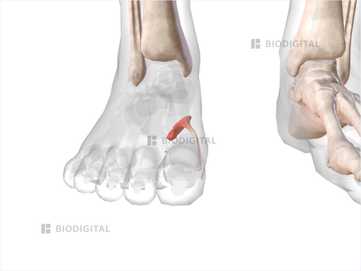 Right abductor hallucis | BioDigital Anatomy