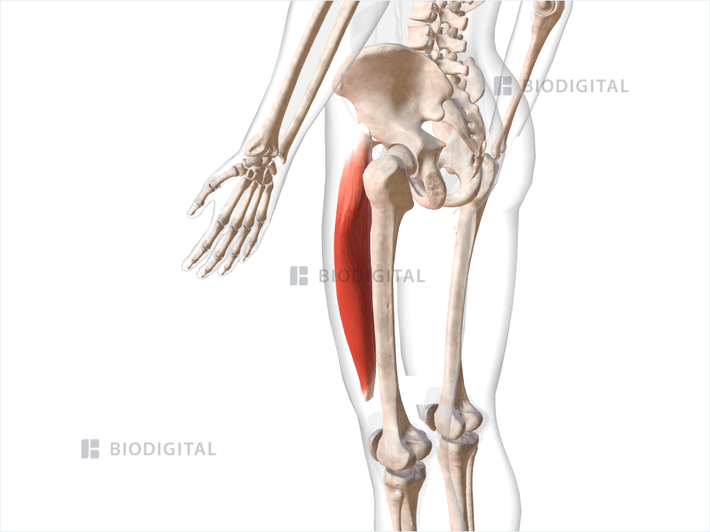 Left rectus femoris