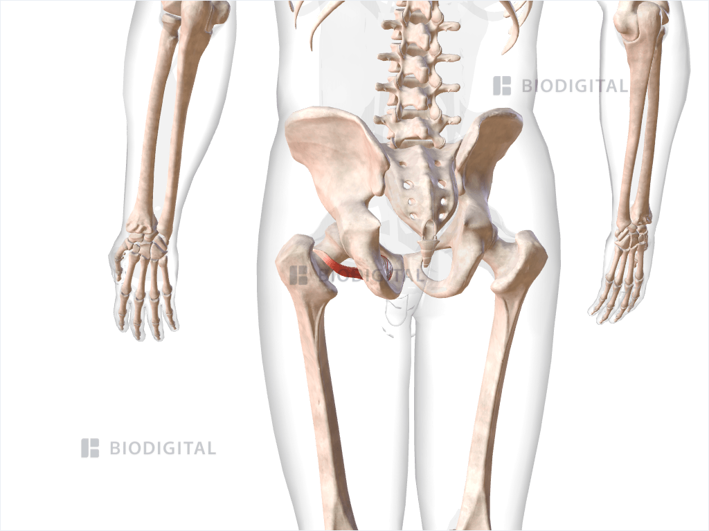 Left obturator externus