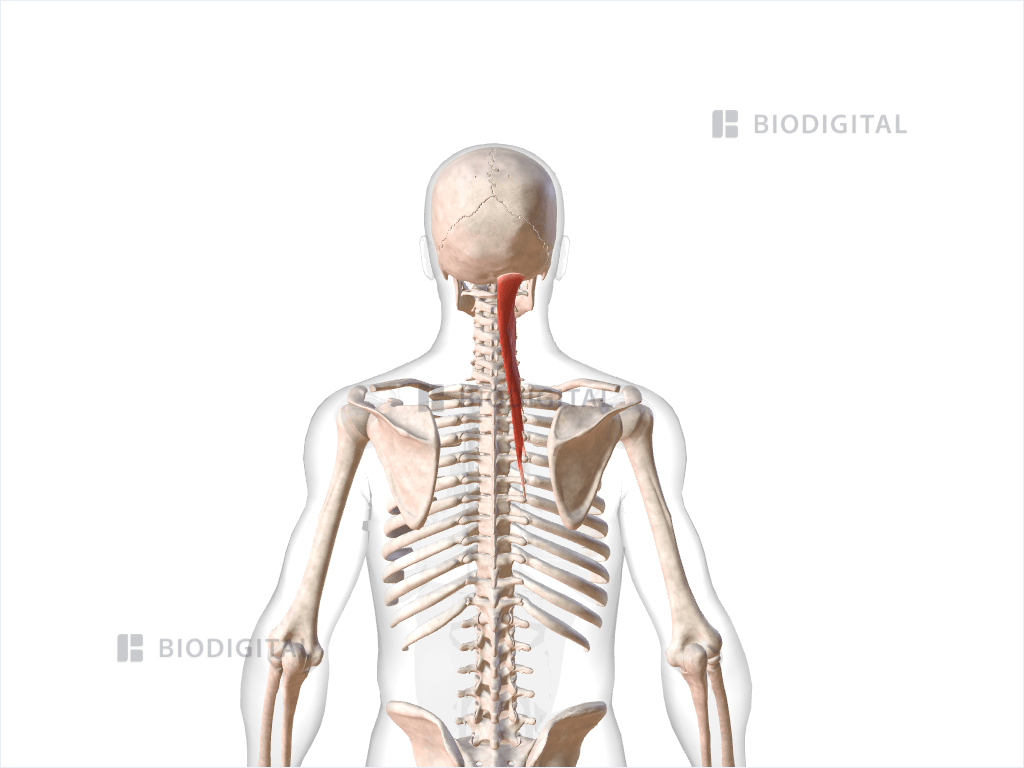 Right semispinalis capitis