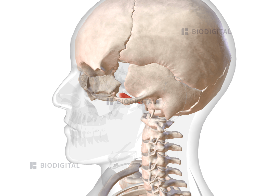 Left superior lateral pterygoid