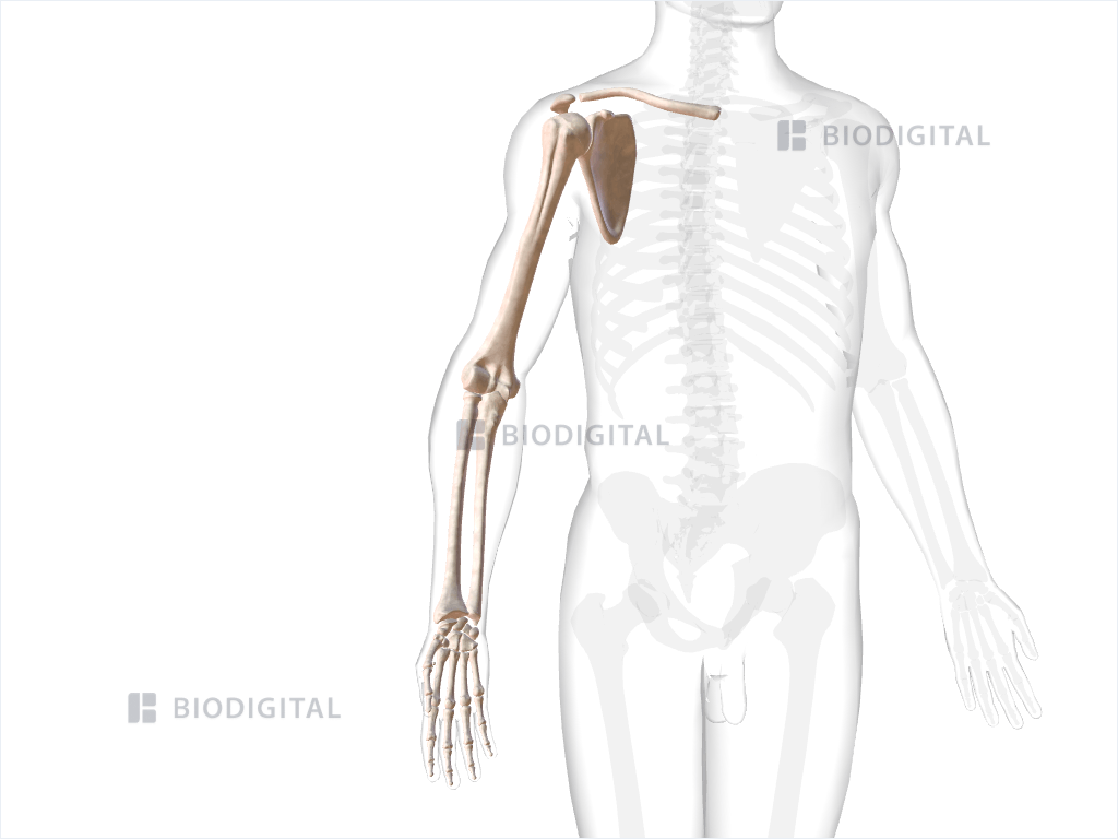 Bones of right upper limb