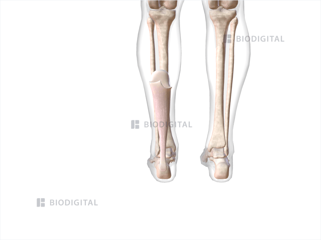 Left calcaneal tendon