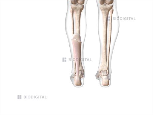 Left calcaneal tendon | BioDigital Anatomy