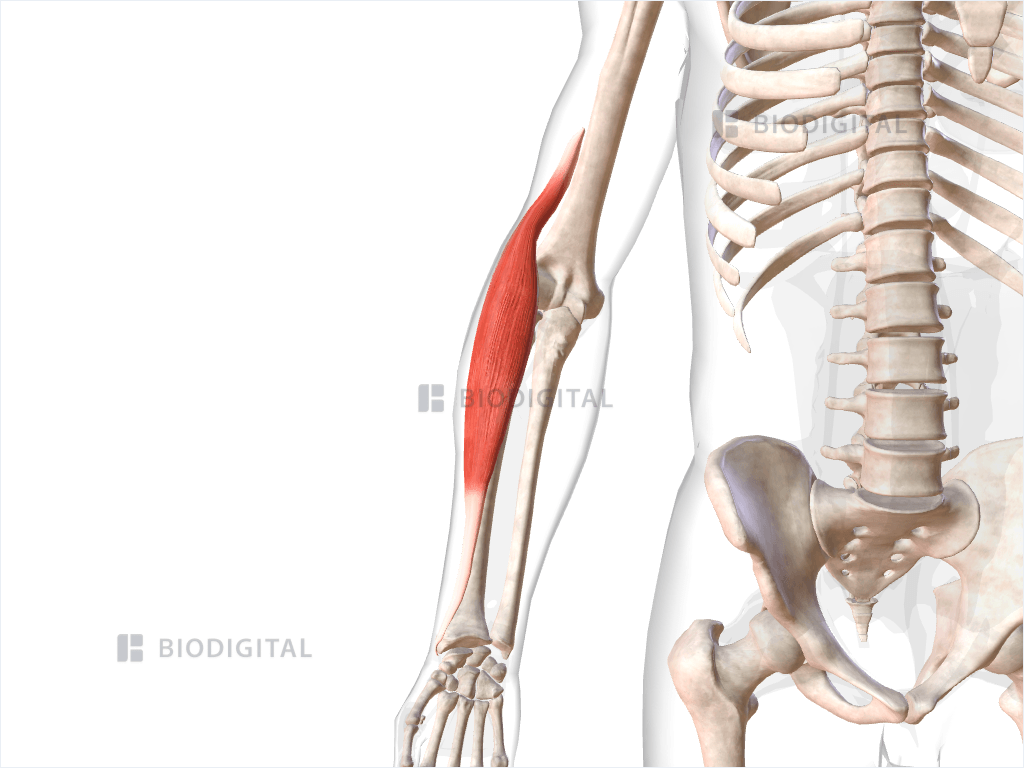 Right brachioradialis