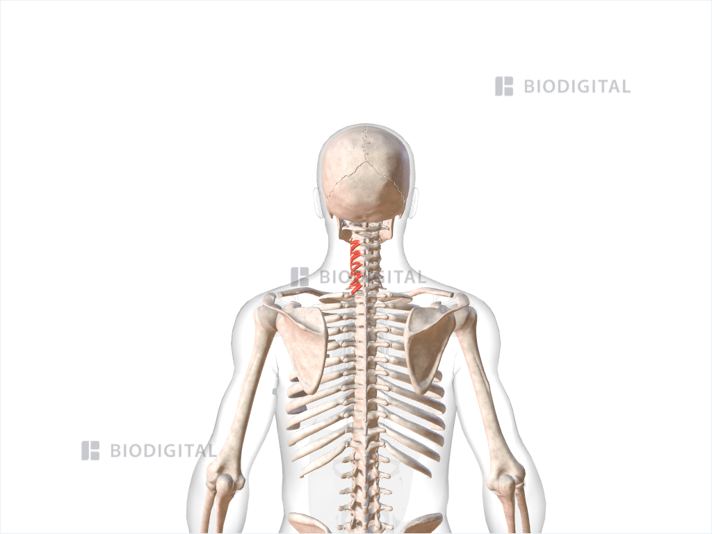 Left rotatores cervicis