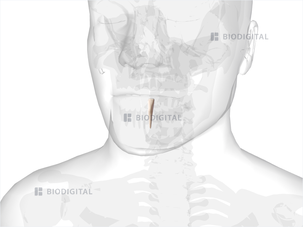 Left mandibular lateral incisor