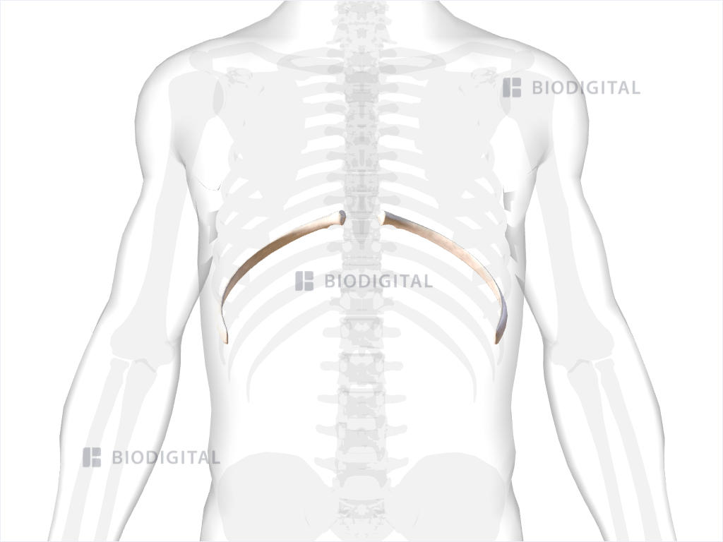 Ninth rib