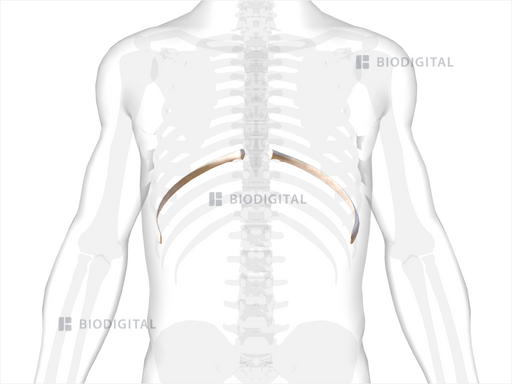 Ninth rib | BioDigital Anatomy