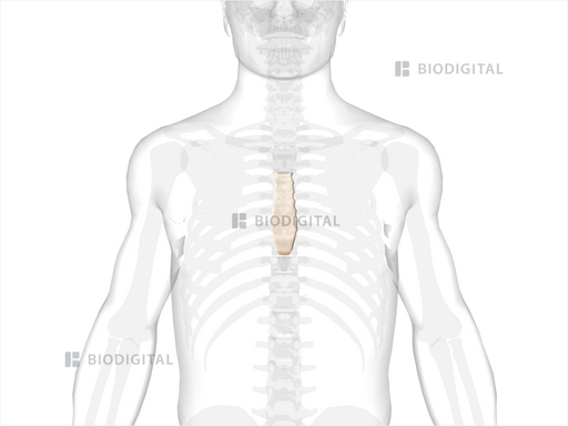 Body of sternum | BioDigital Anatomy