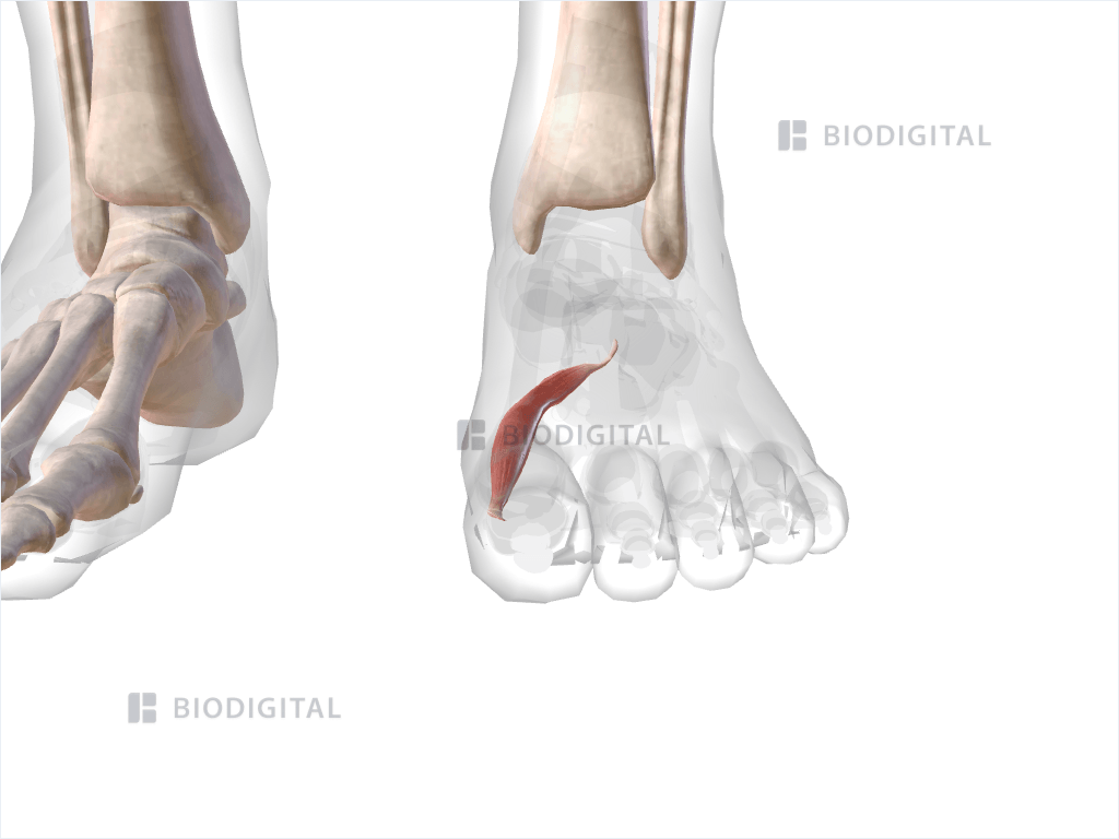 Medial head of left flexor hallucis brevis