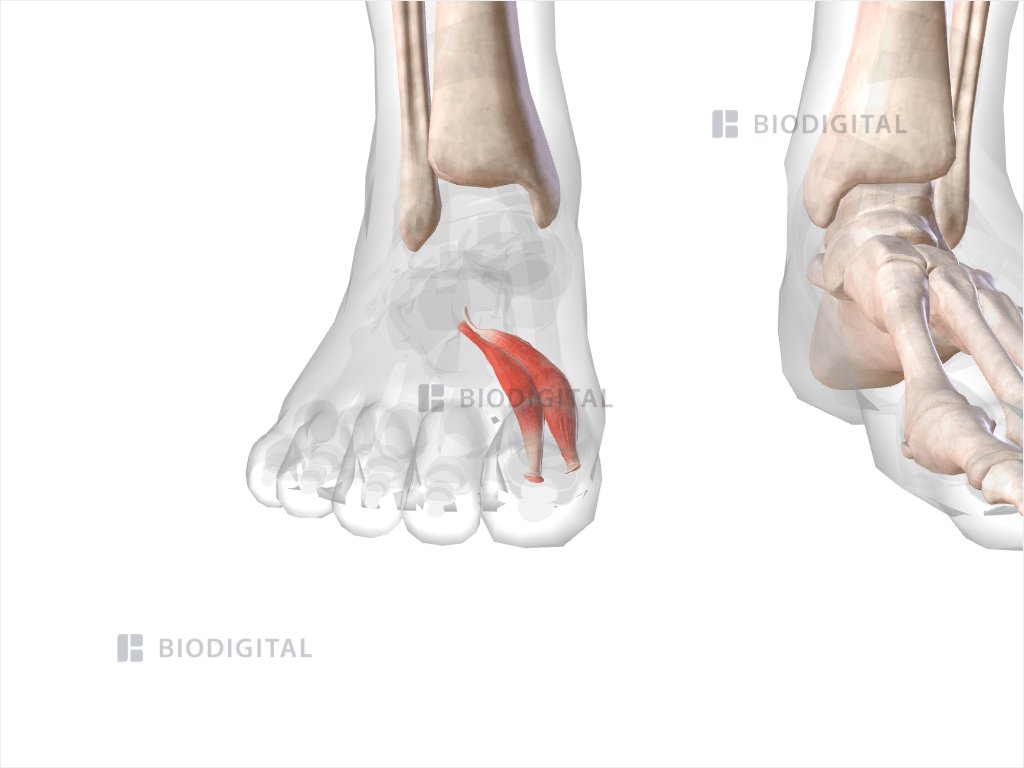 Right flexor hallucis brevis