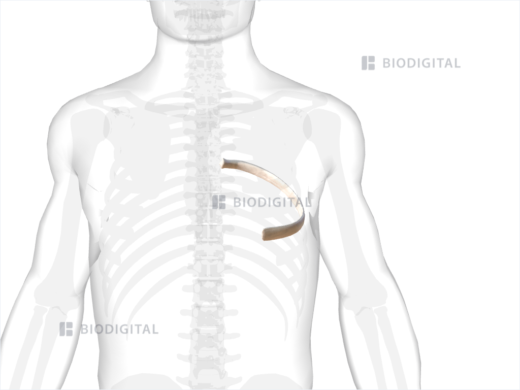 Left sixth rib