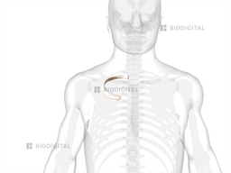 Right second rib | BioDigital Anatomy