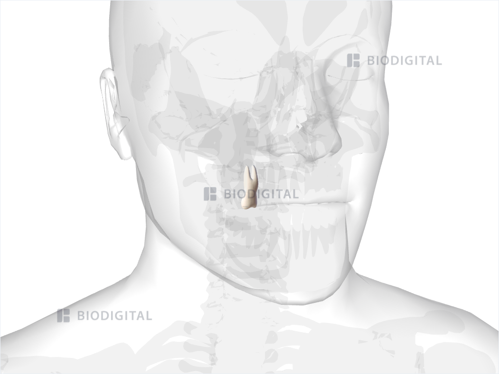 Right maxillary second premolar