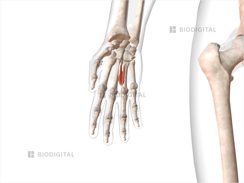 Third lumbrical muscle of right hand