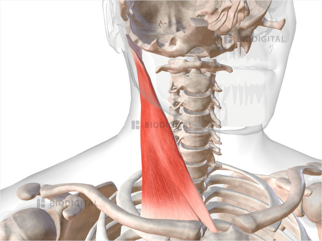 Right sternocleidomastoid