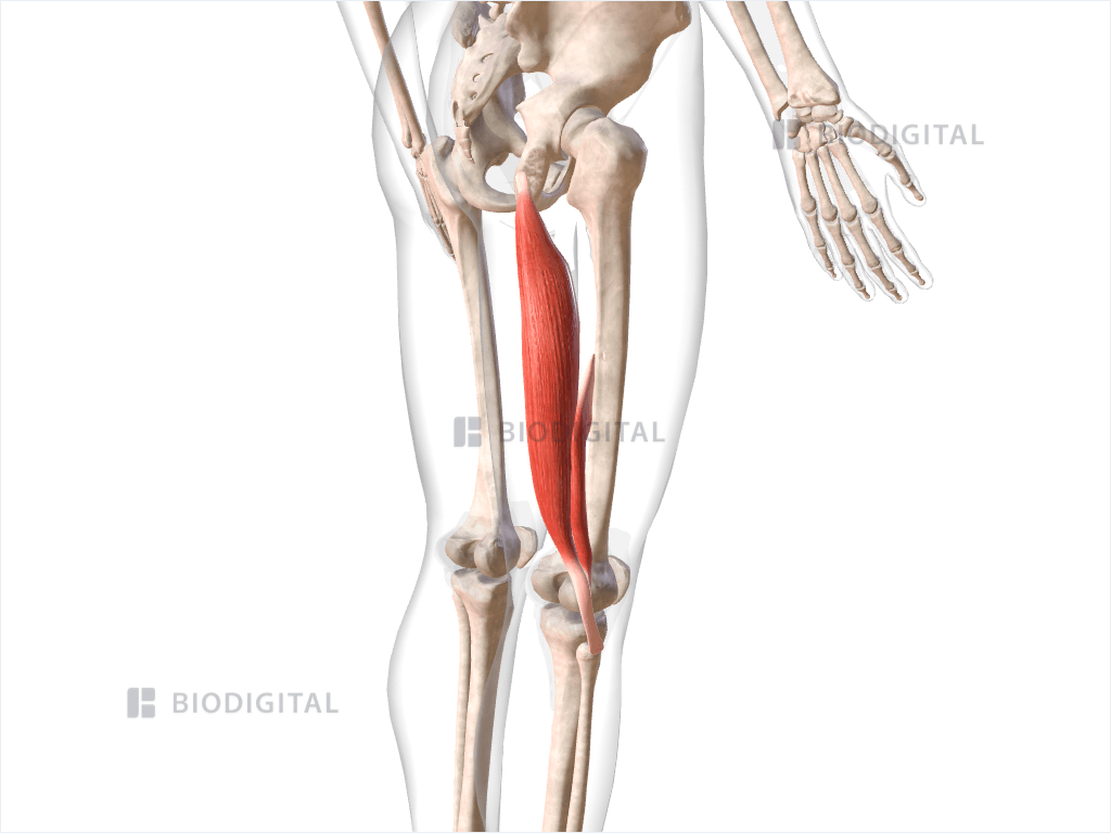 Right biceps femoris