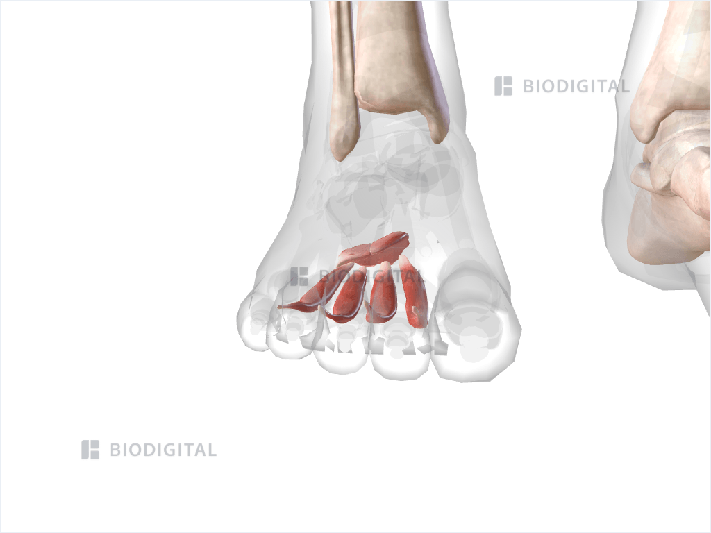 Middle plantar muscles of right foot