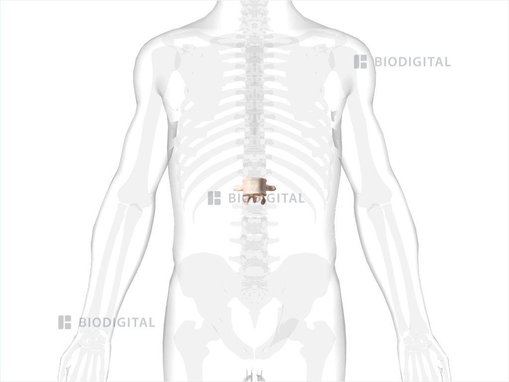 First lumbar vertebra