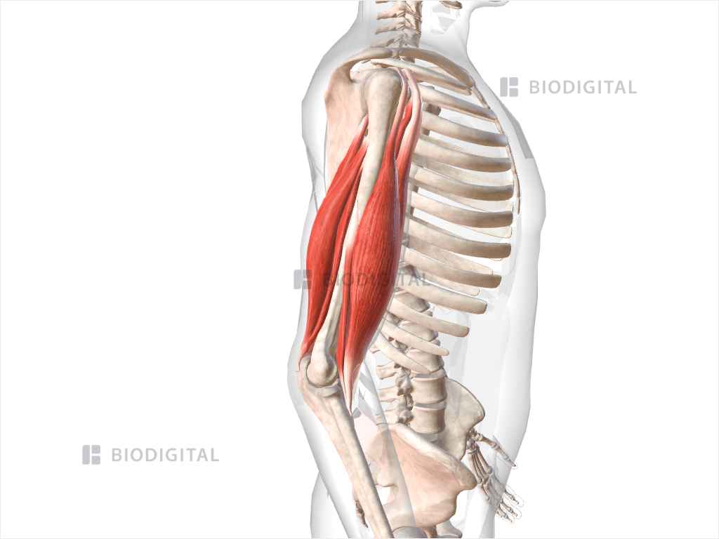 Muscles of right upper arm