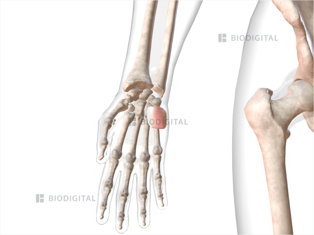 Right palmaris brevis