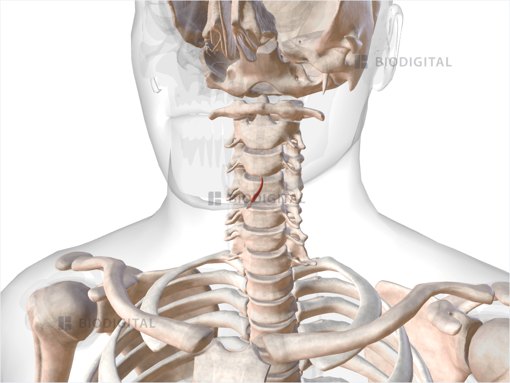 Left thyroepiglotticus