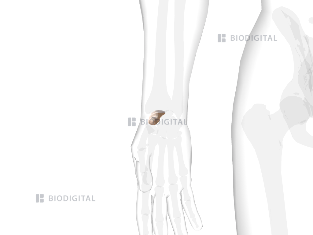 Right scaphoid