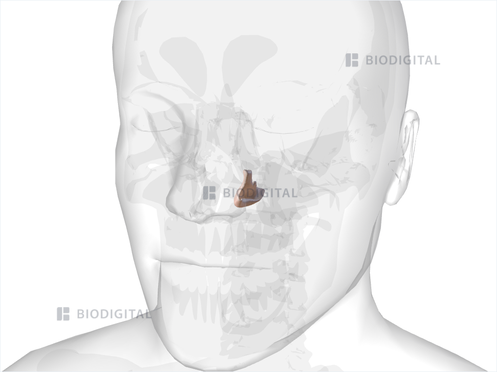 Left inferior nasal concha