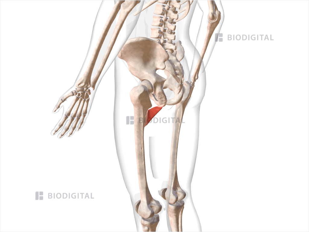 Left adductor minimus