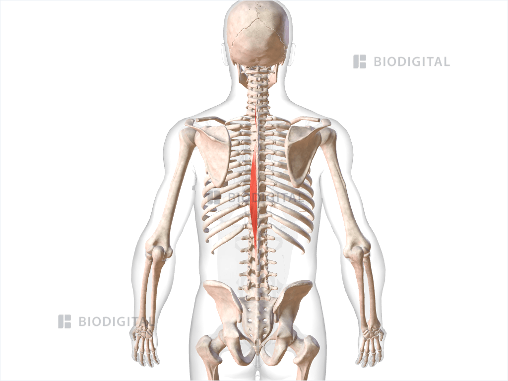 Left spinalis