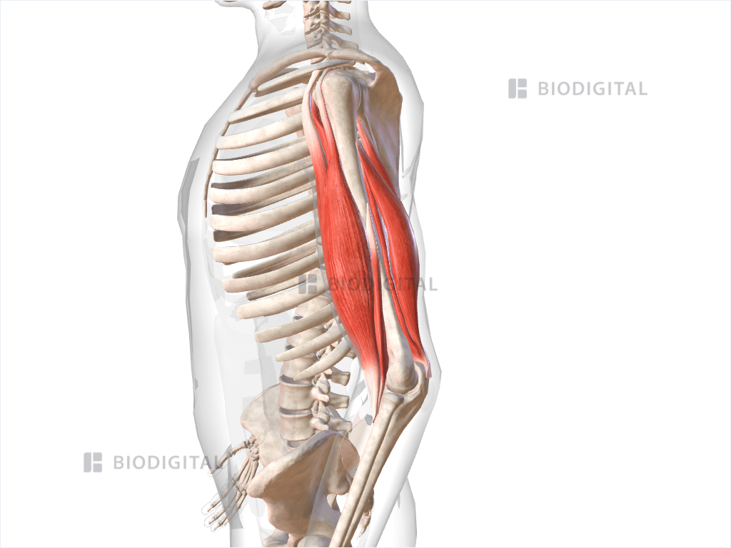 Muscles of left upper arm