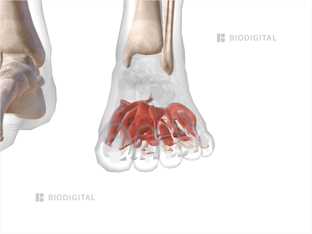 Plantar muscles of left foot