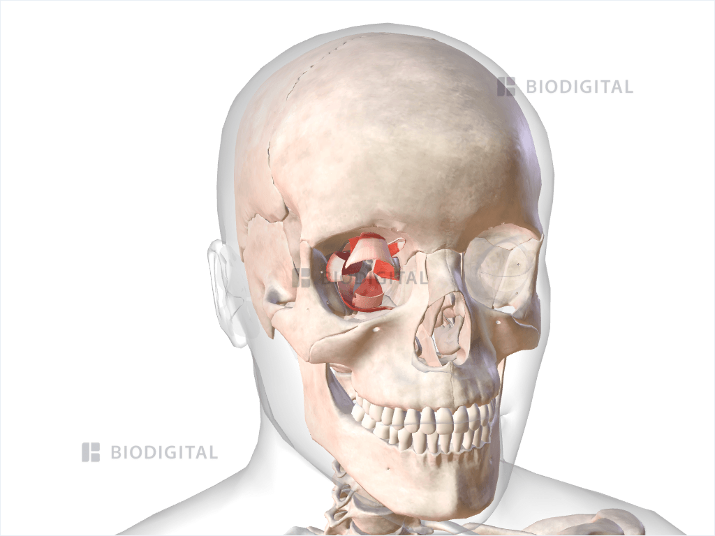 Extraocular muscles of right eye