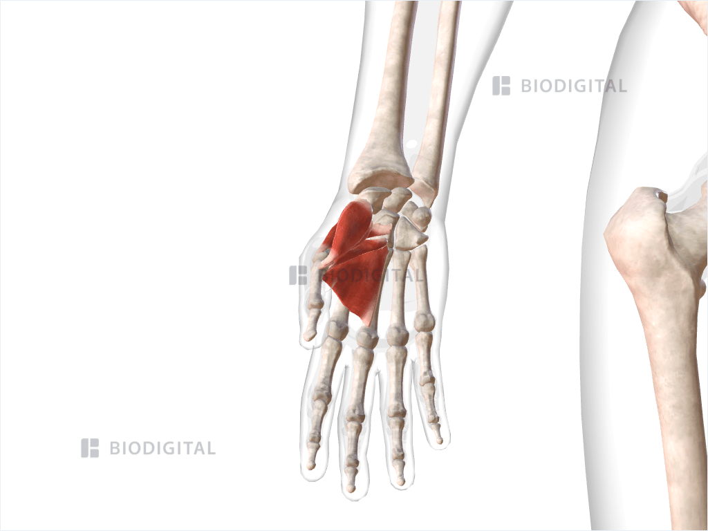 Thenar muscles of right hand