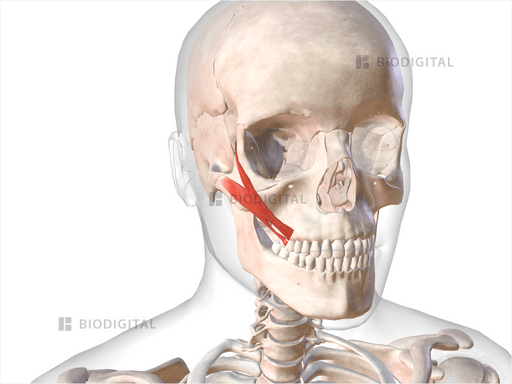 Right zygomaticus major | BioDigital Anatomy