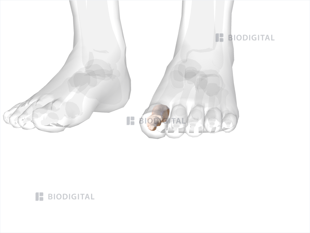 Phalanges of left big toe