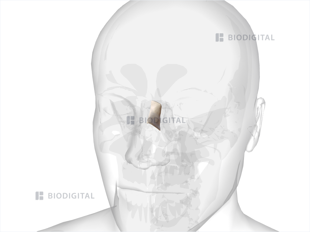 Left nasal bone