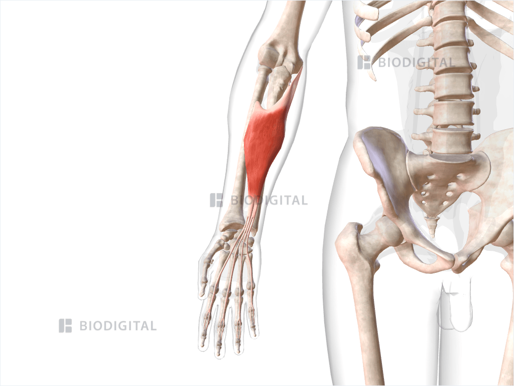 Right flexor digitorum superficialis