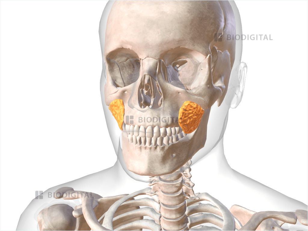 Buccal Fat Pad Biodigital Anatomy