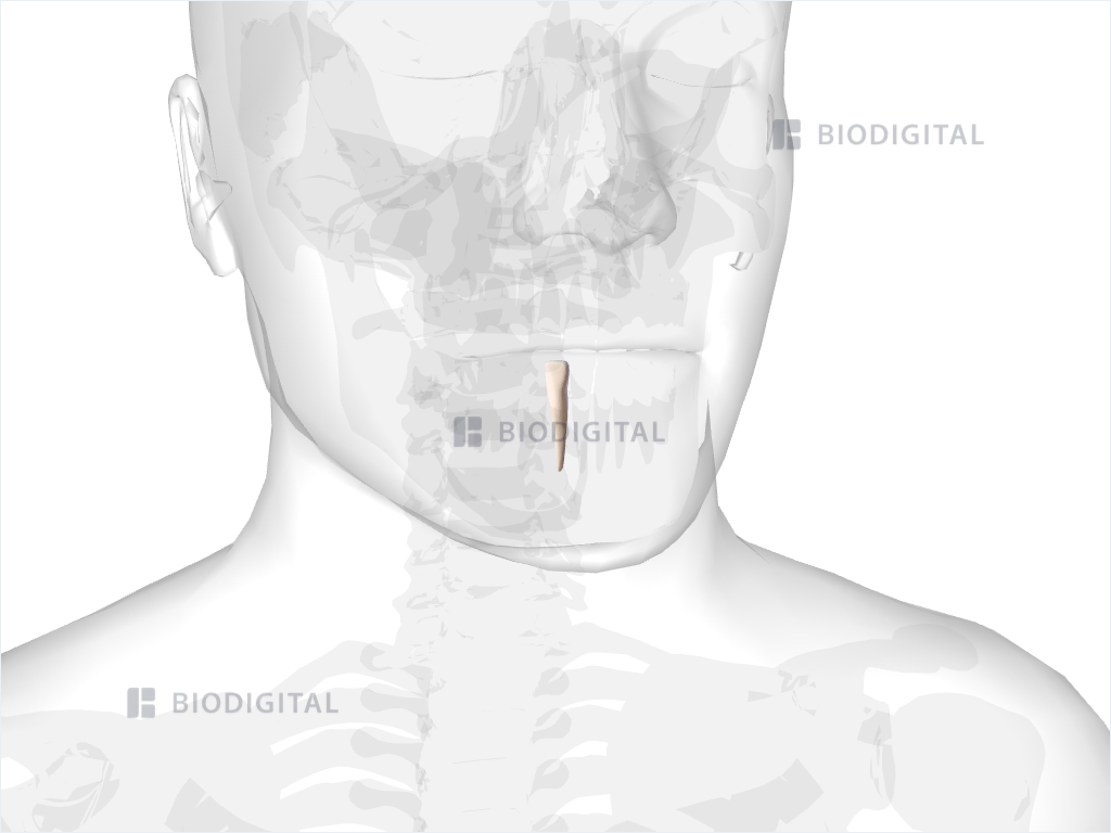 Right mandibular lateral incisor