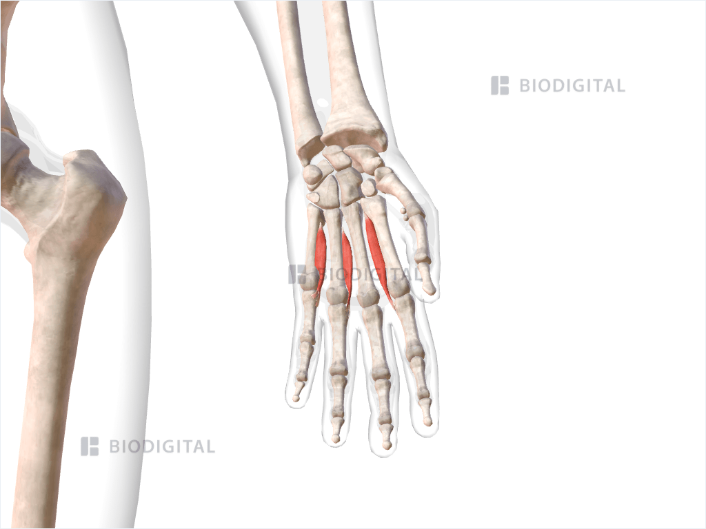 Palmar interosseous muscles of left hand