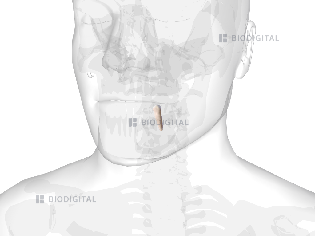 Left mandibular second premolar