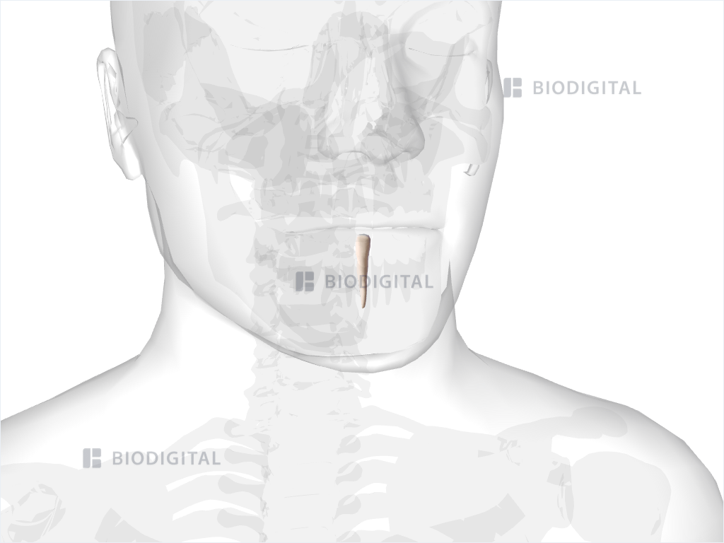 Right mandibular central incisor